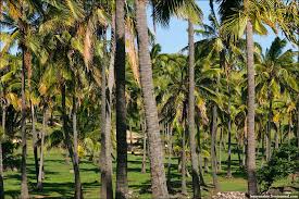 Очистка воды пальмовыми ветвями