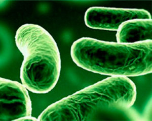 Ученые заставили бактерий синтезировать бензин
