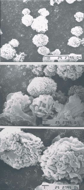 Лантаниды для бактерий вулкана